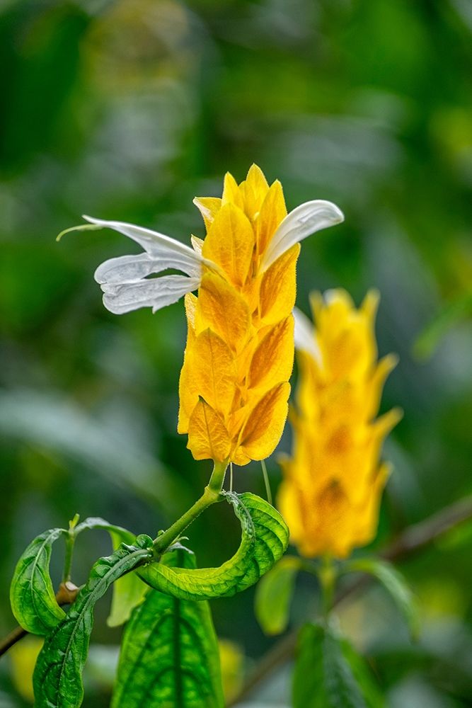 Golden Shrimp Plant-lollipop plant